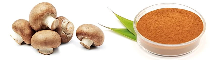 Shittake Mushroom Extract