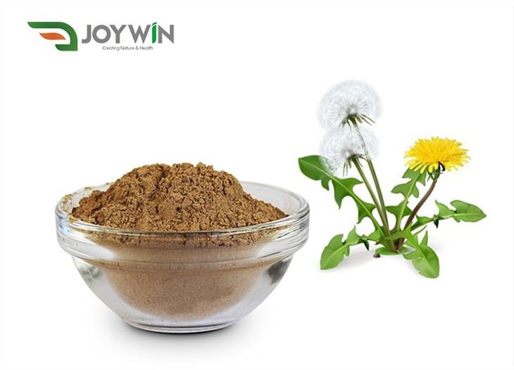 Võilillejuureekstrakti pulber